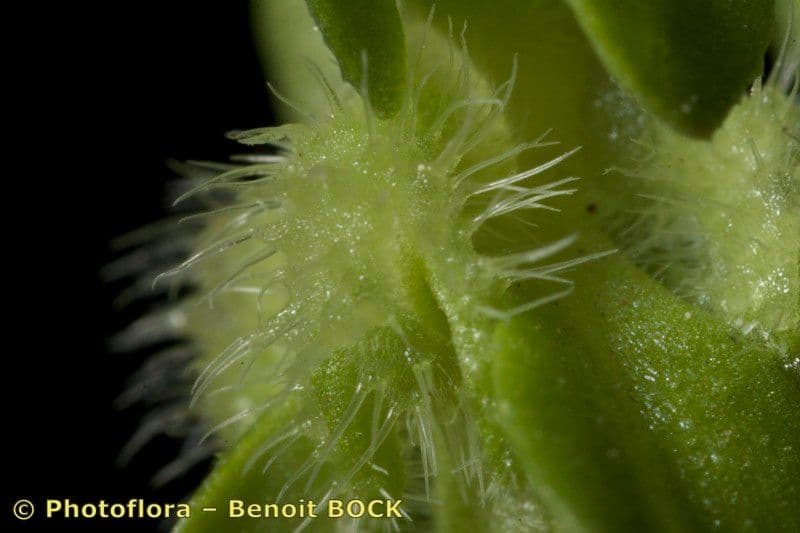 Valantia hispida 20