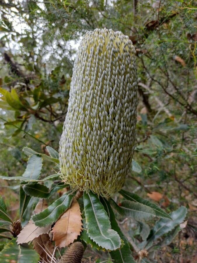 Banksia 8