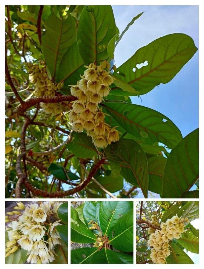 Yate-Elaeocarpus 9