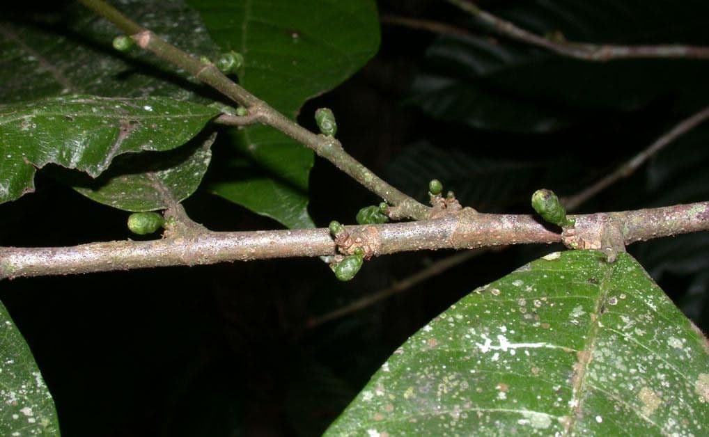 Perebea ispida 14