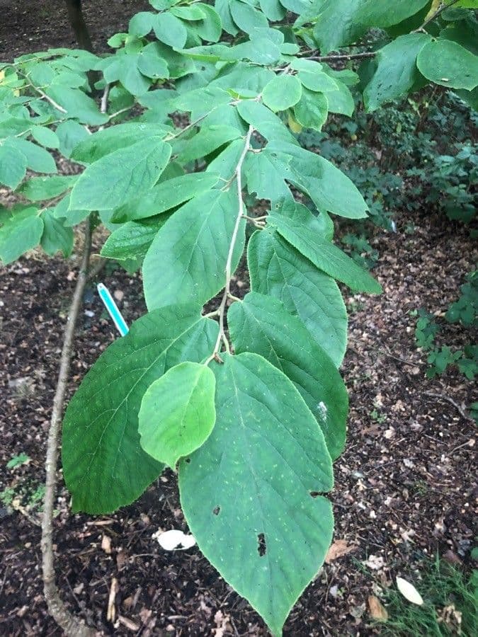 Sinowilsonia 8