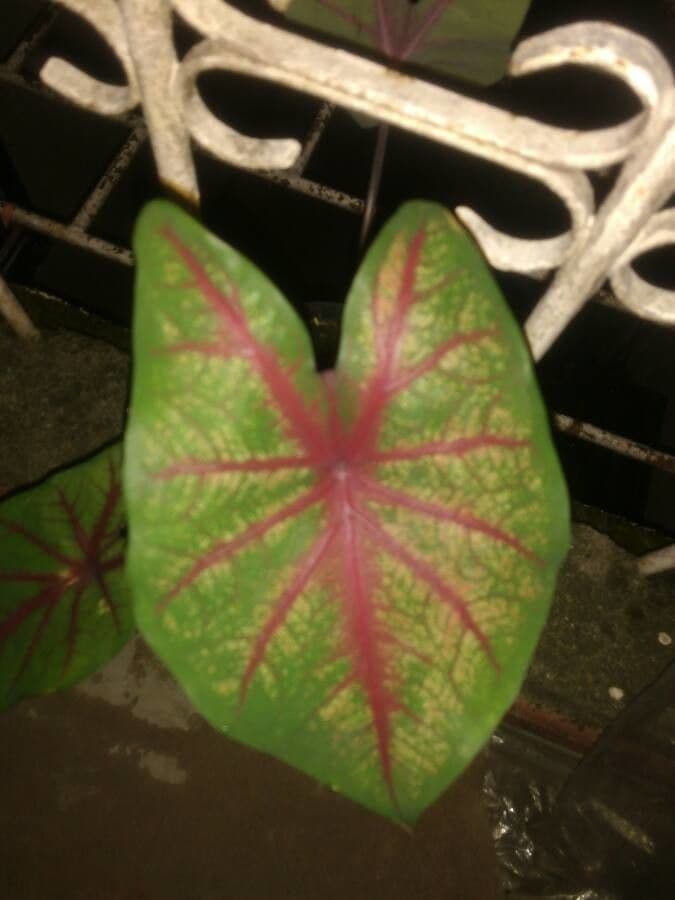 Caladium 26