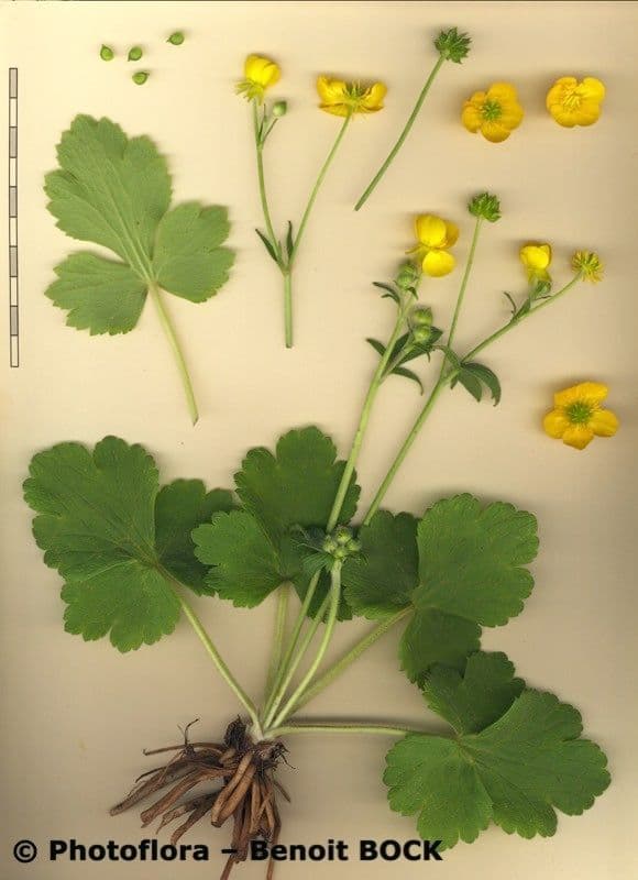 Ranuncolo macrophyllus 23