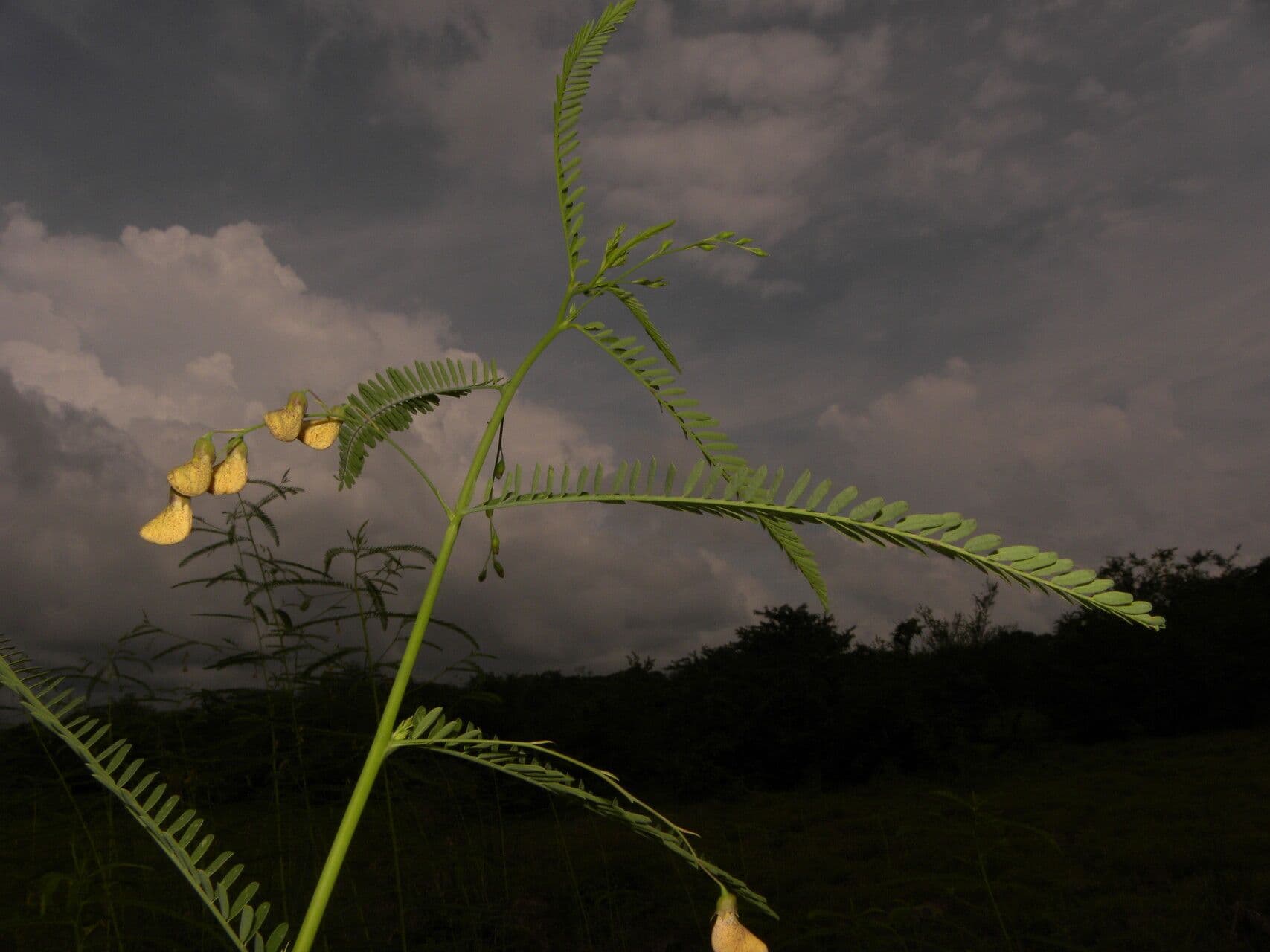 Sesbania herbacea 2