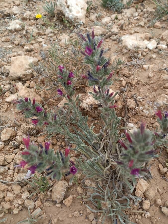 Echium humile 2