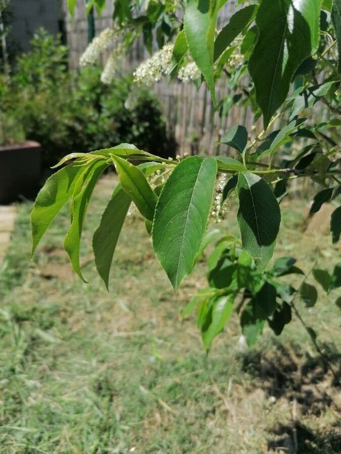 Ciliegio tardivo 17