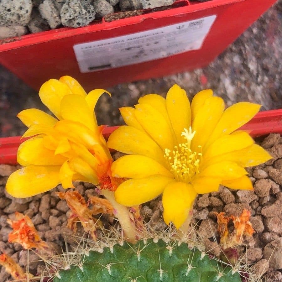Cactus corona di fuoco