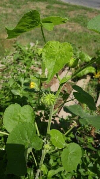 Abutilon di Teofrasto 29