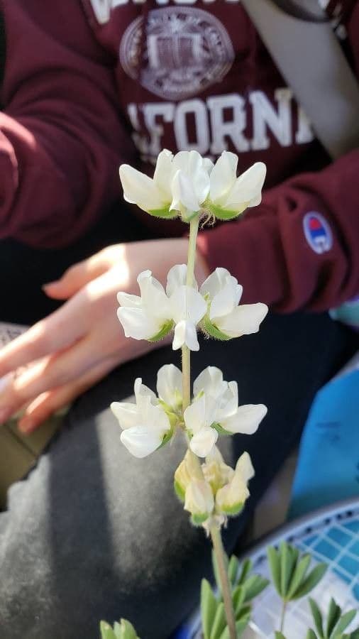 Dichtblütige Lupine 6