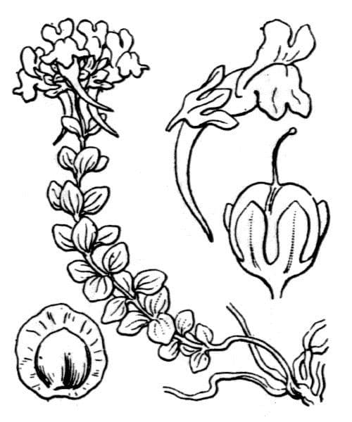 Linaria 23