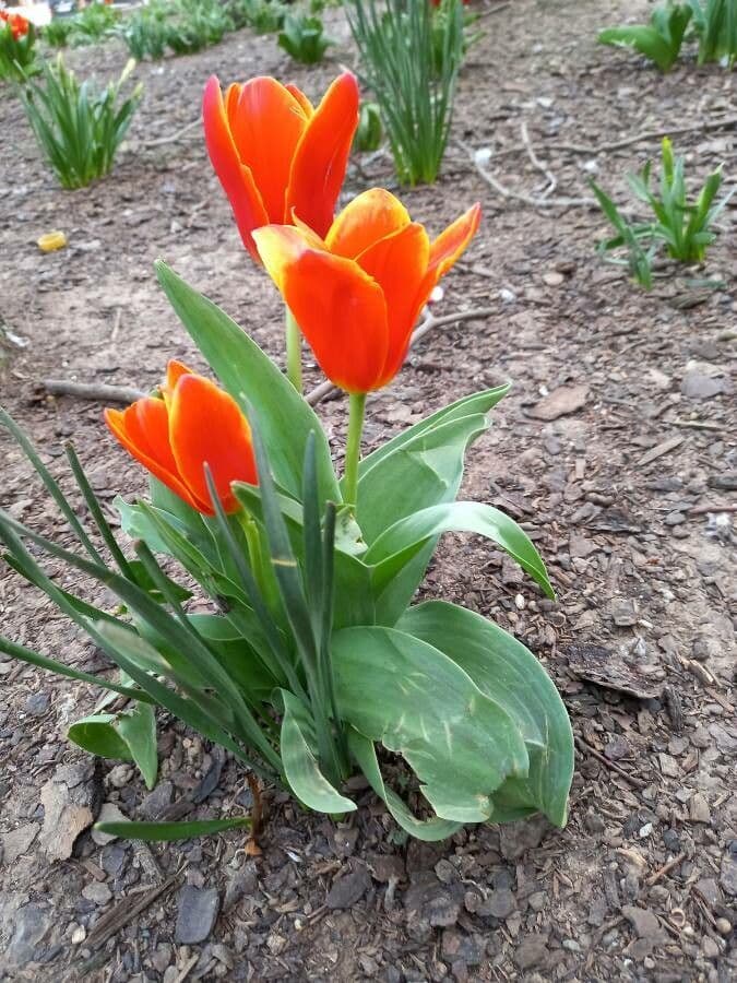 Tulipano di Gesner 11