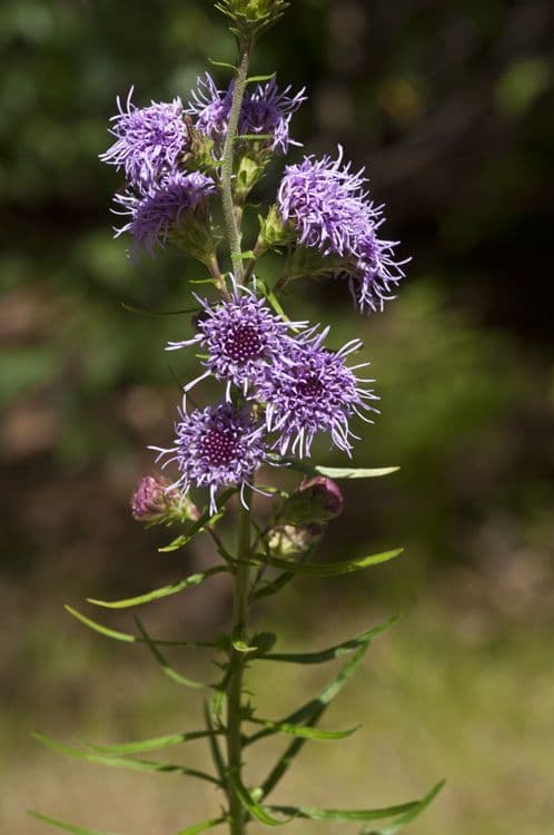 Liatris 5