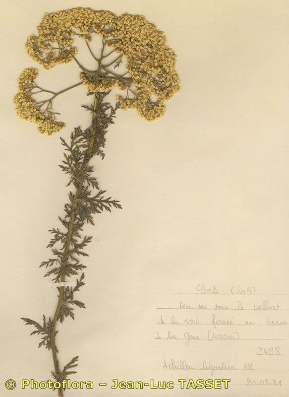Achillea ligustica 11
