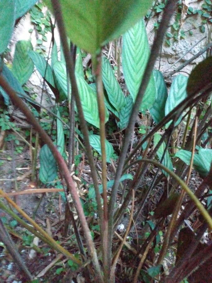 Ctenanthe setosa 12