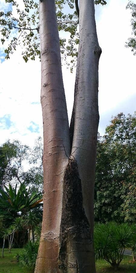 Tetrameles 7