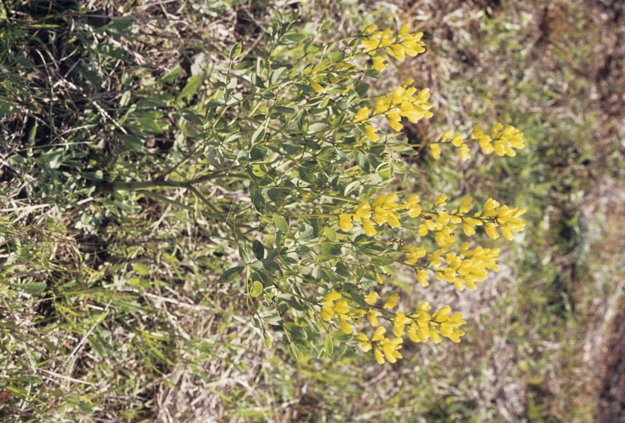 Baptisia 13
