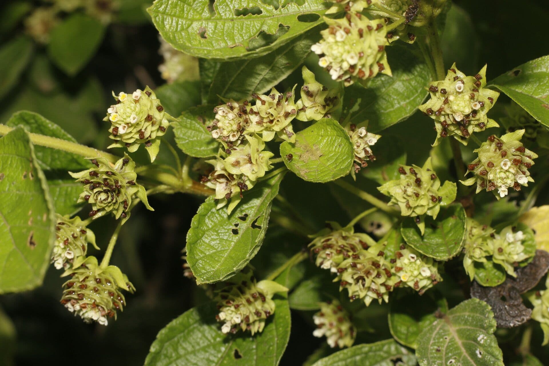 Lippia