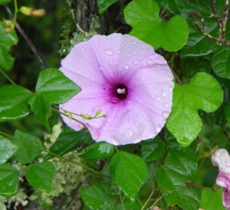 Ipomoea 2