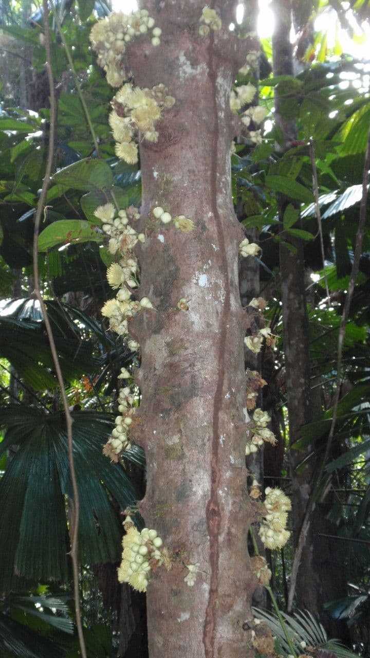 Syzygium 7