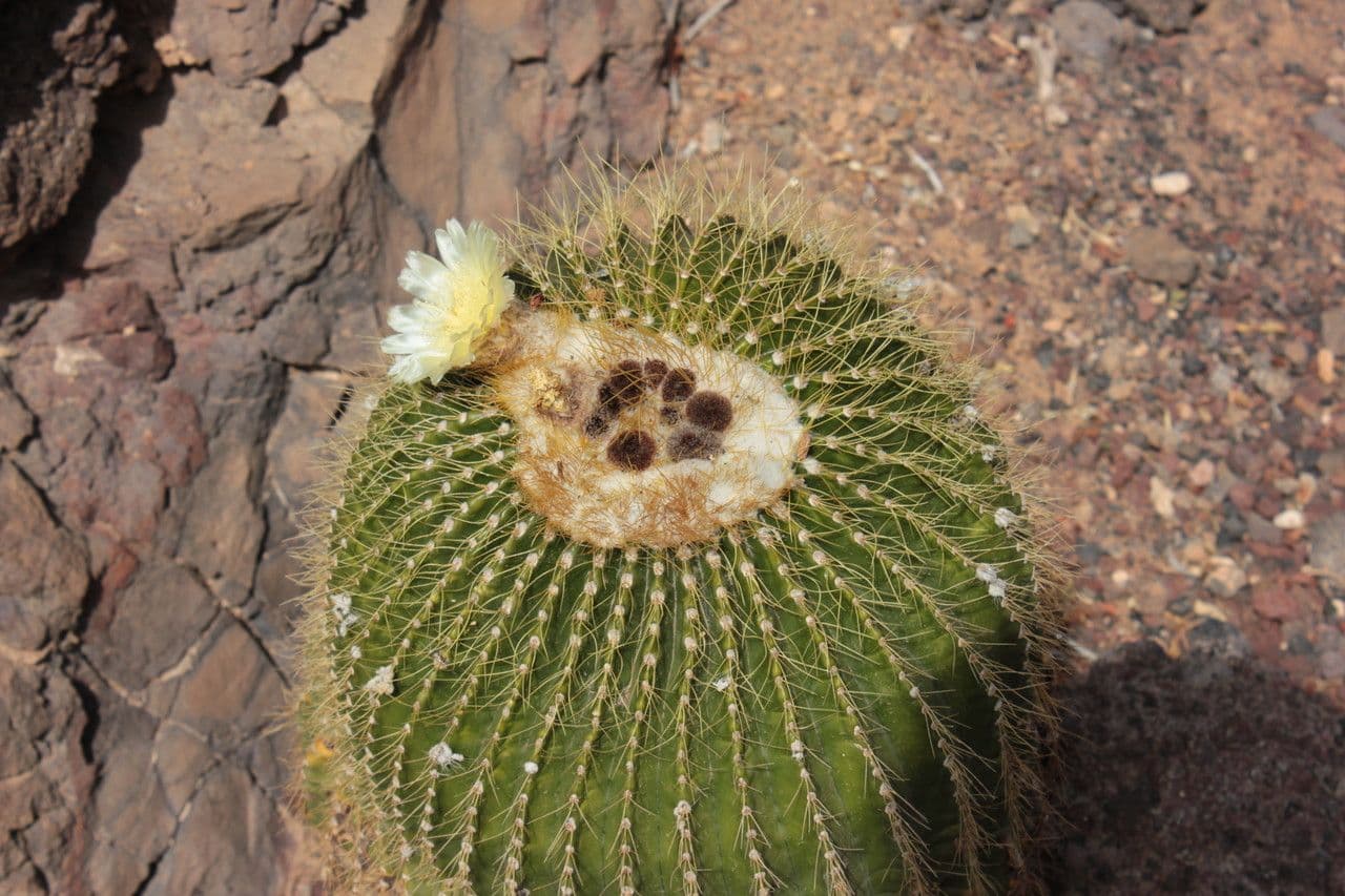 Echinocactus 2