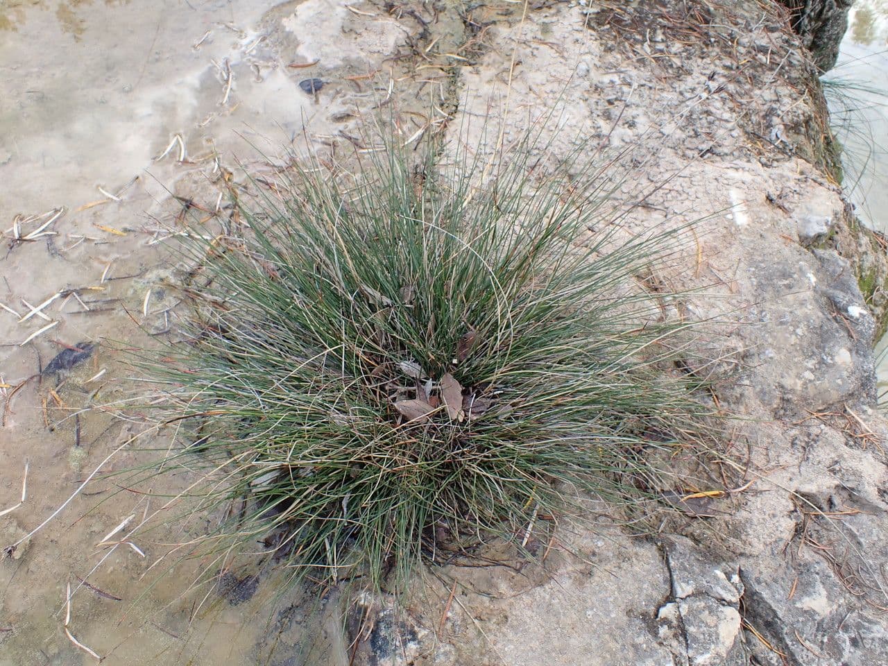 Giunco nero 14