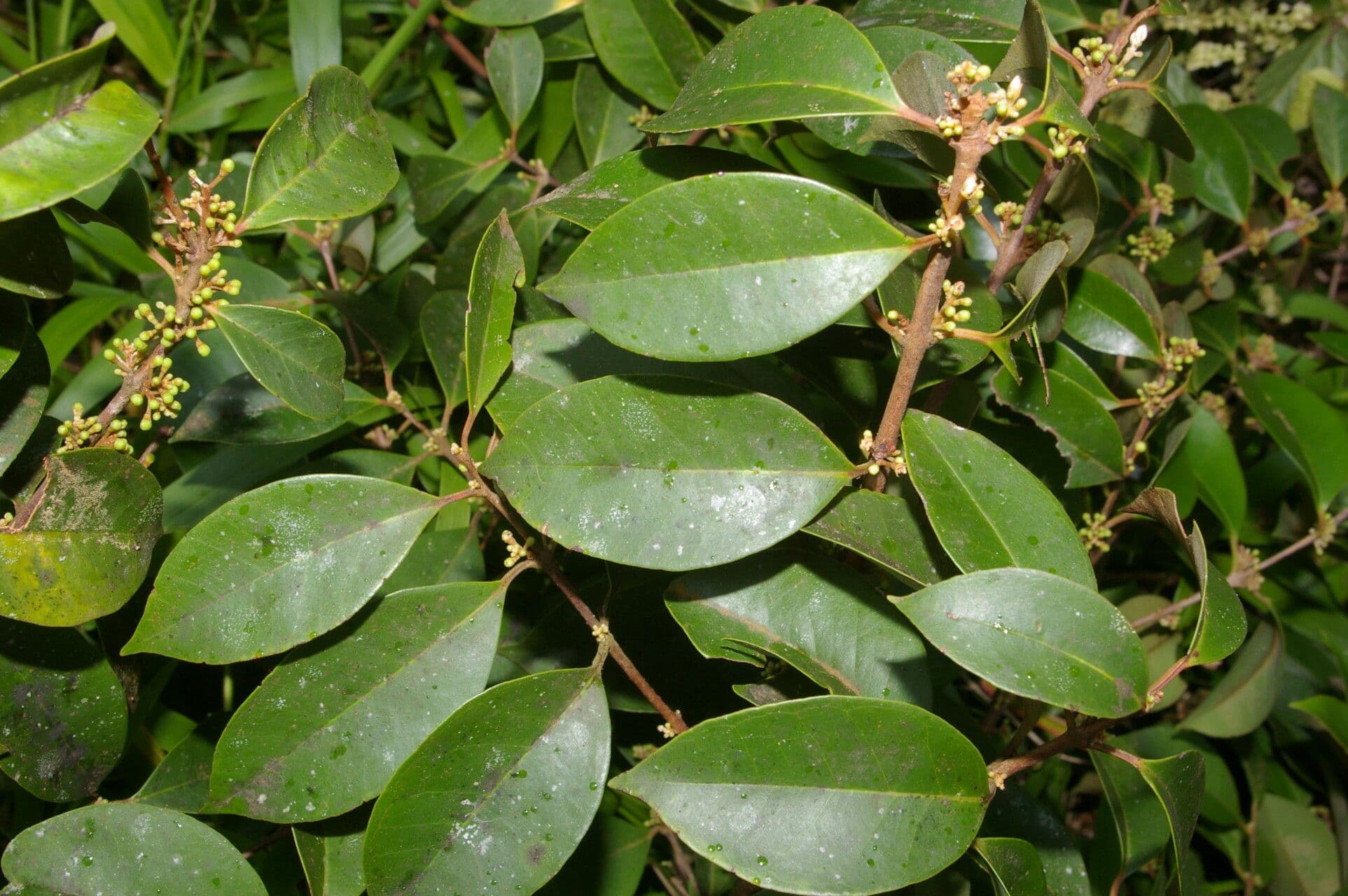 Eugenia 10