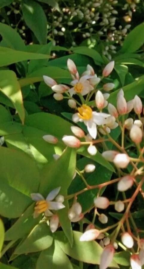 Nandina 18