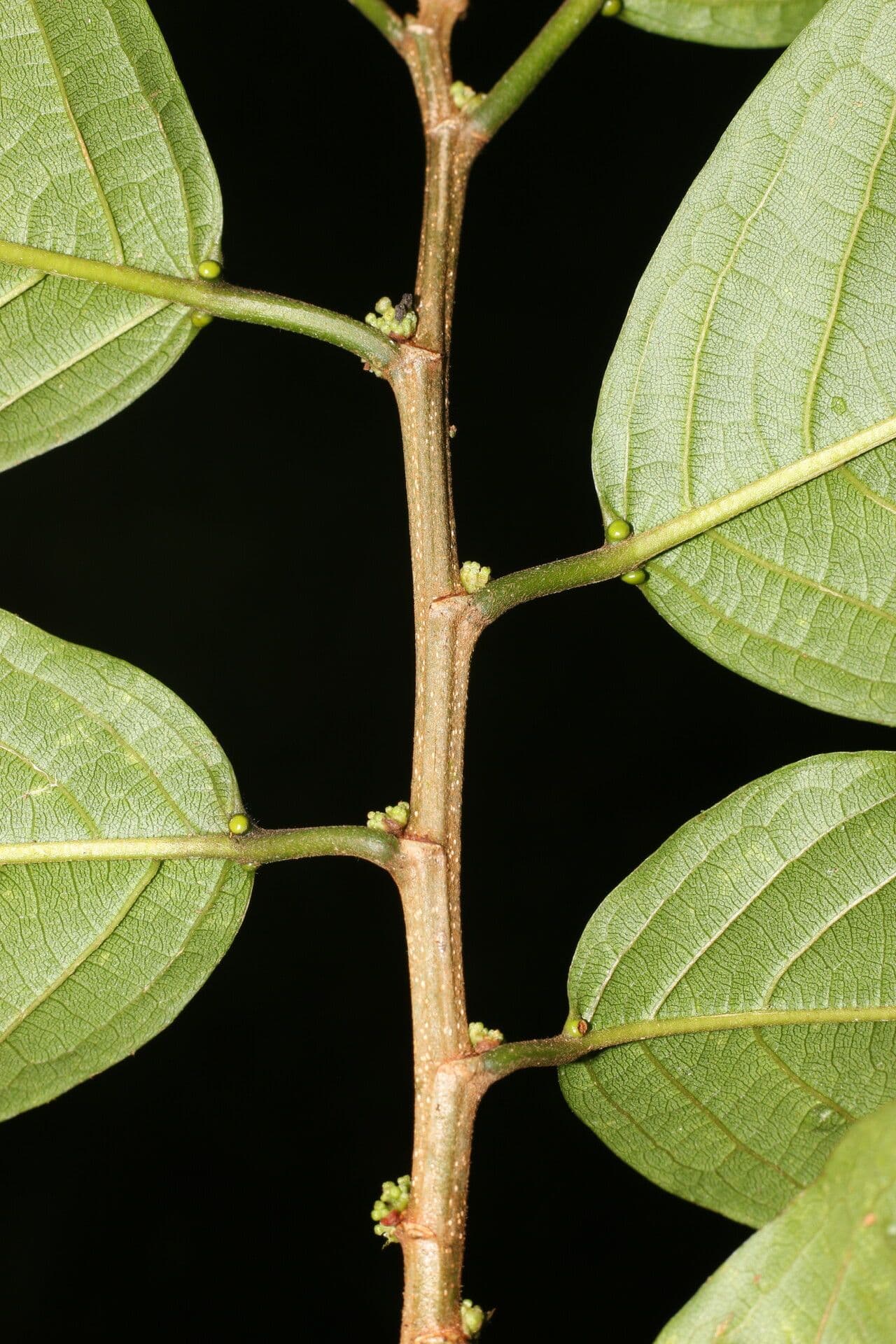 Colubrina 13