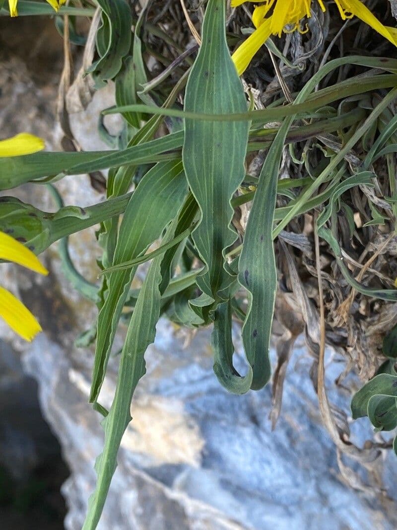 Scorzonera austriaca 19