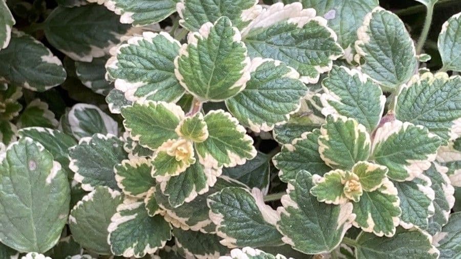 Plectranthus 12