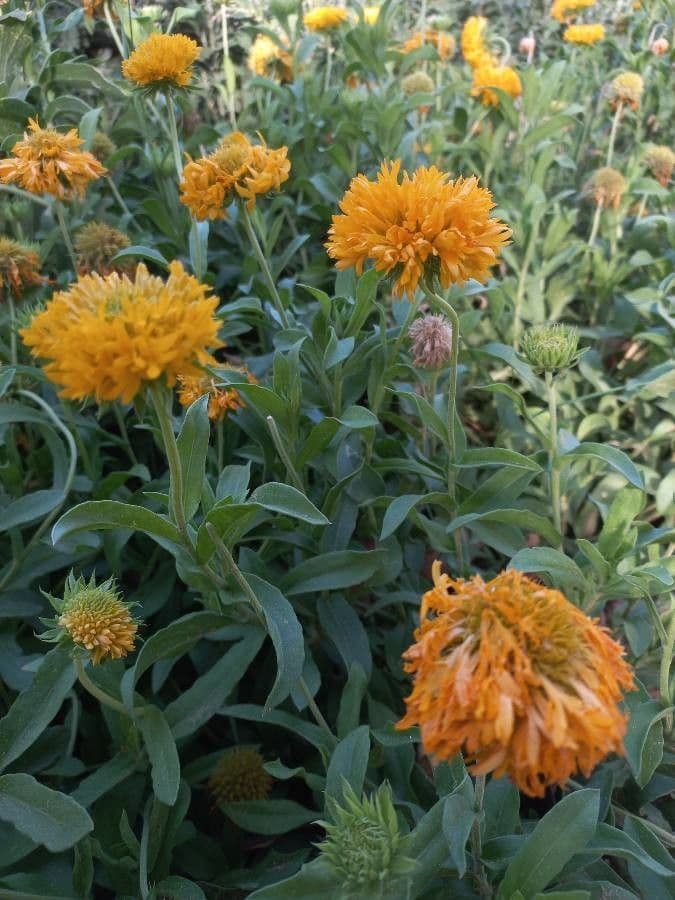 Coreopsis grandiflora 24