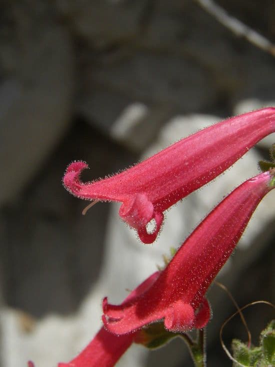 Penstemon borylistý 3