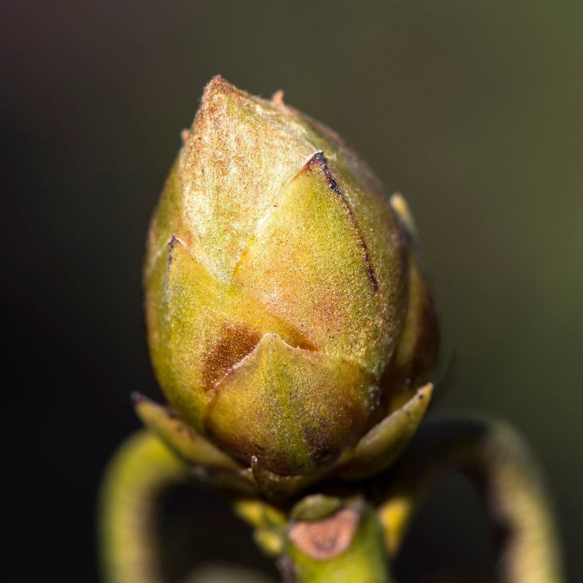 Rododendro maculato 6