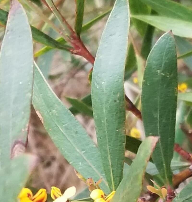 Breitblättrige Daviesia 5