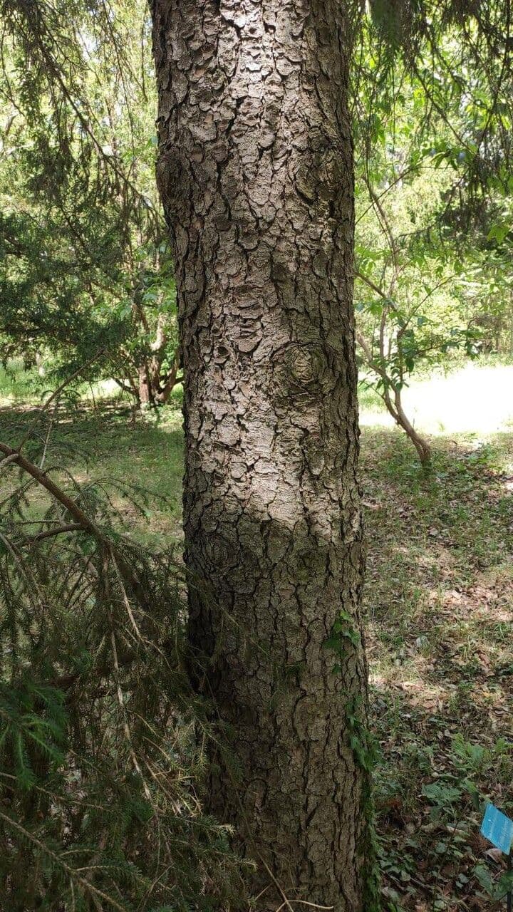 Abete brachytyla 16