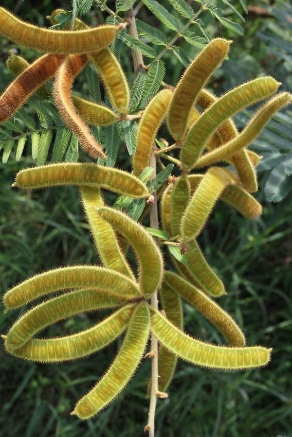 Mimoza 2