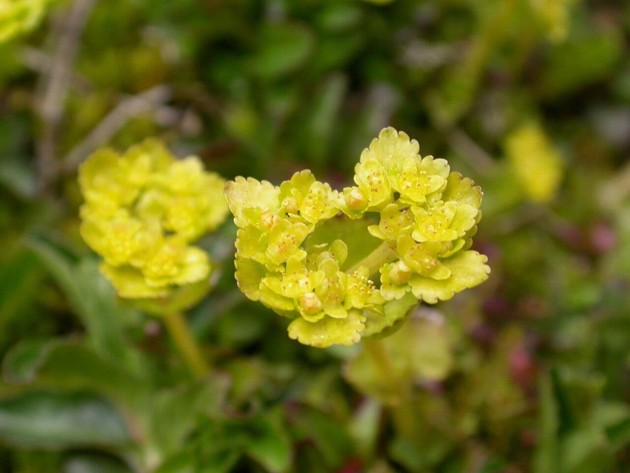Chrysosplenium nepalense 2