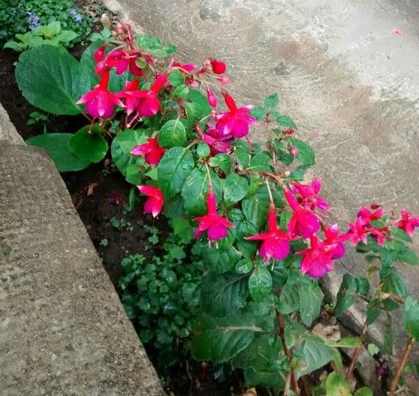 Fuchsien 14