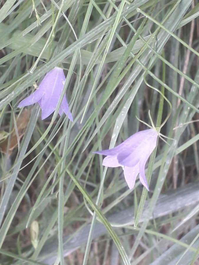 Rundblättrige Glockenblume 8