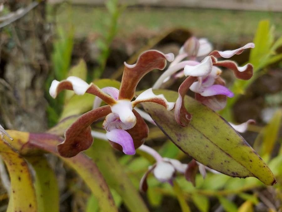 Vanda