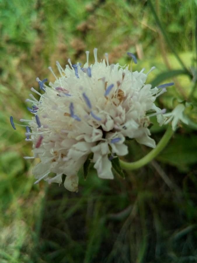 Knautia
