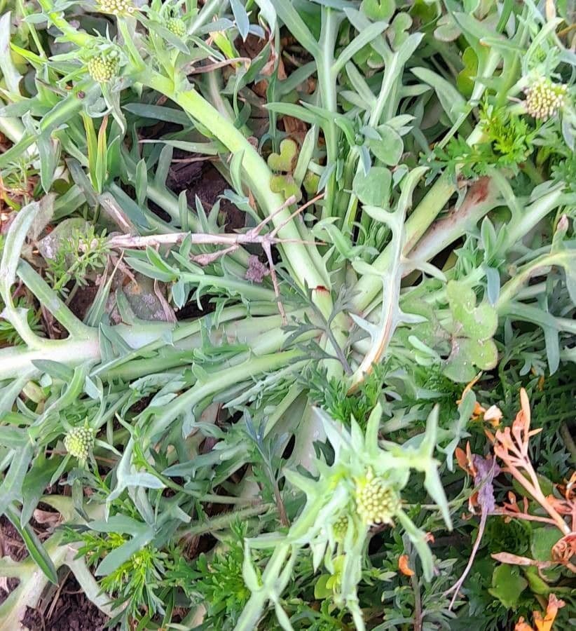 Acicarpha tribuloides 9