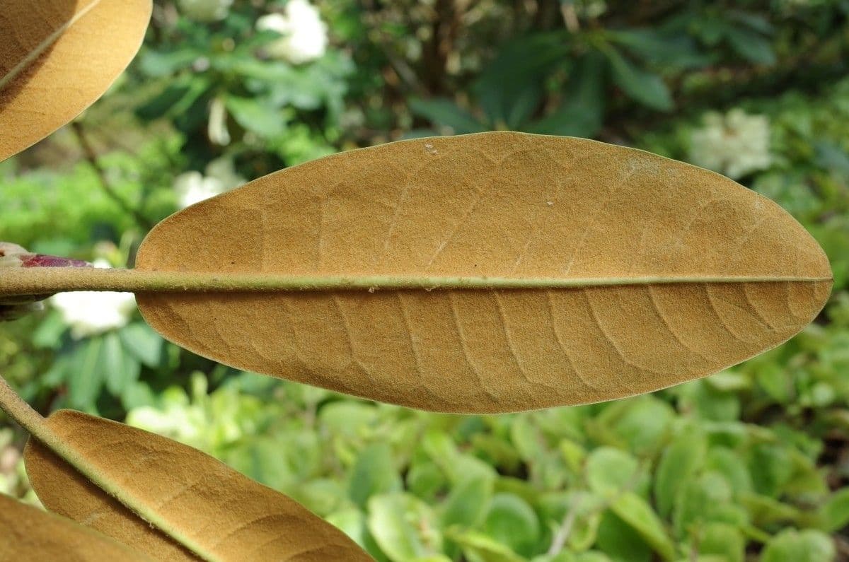 Rododendro 11
