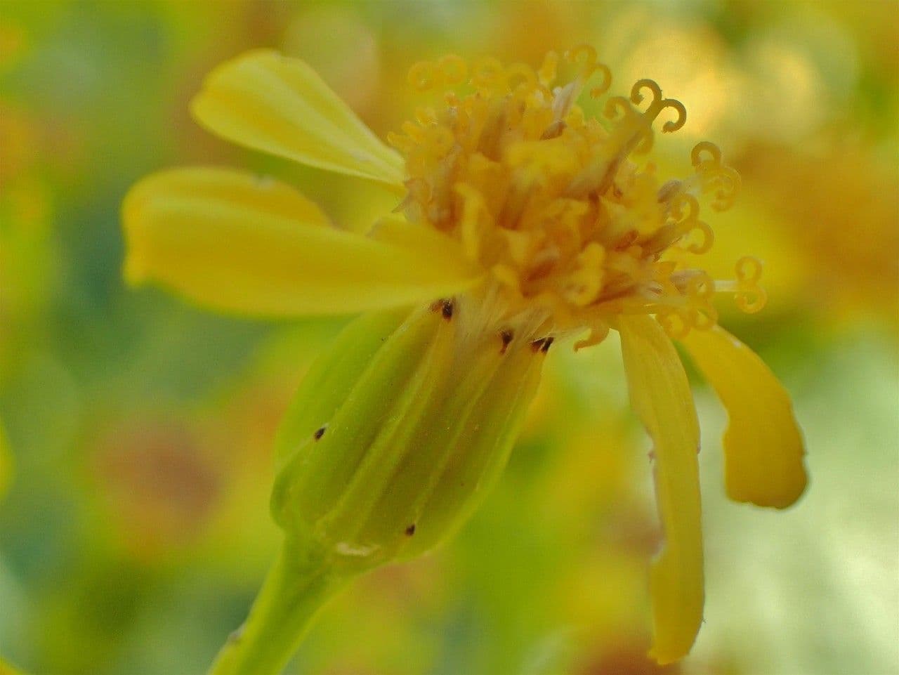Senecio 2