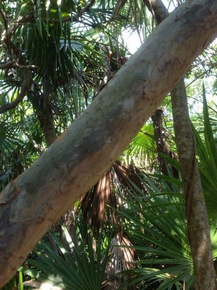 Piscidia piscipula 12