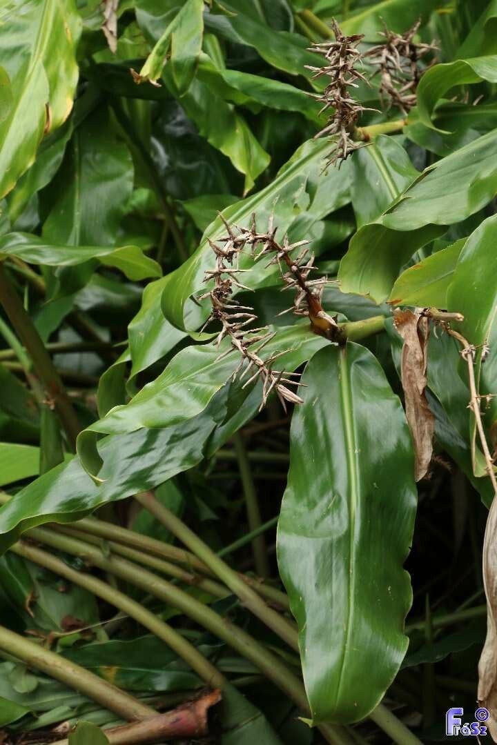 Zázvorník gardnerov 20