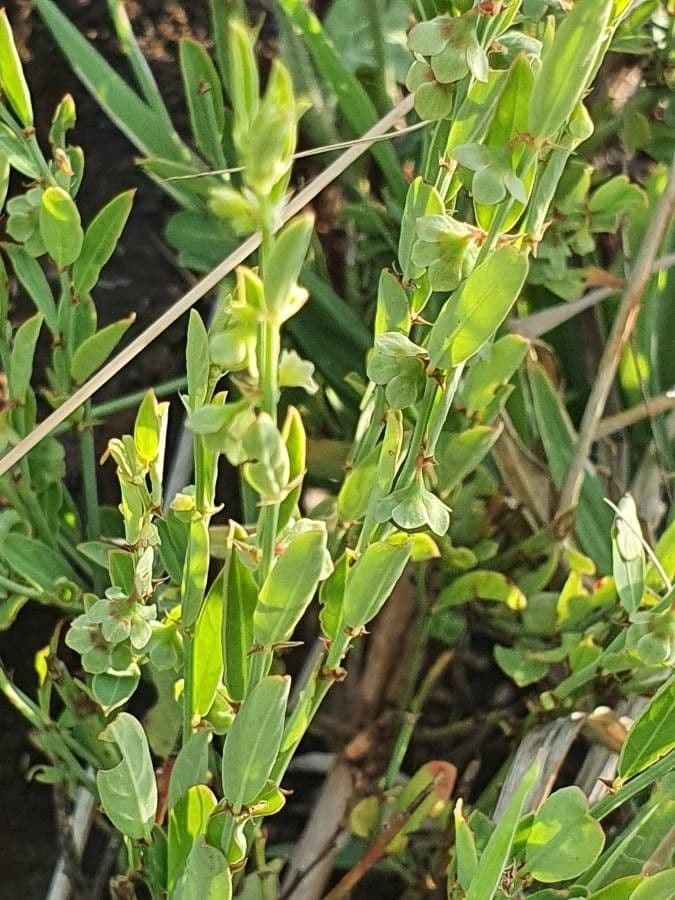 Phyllanthus 9
