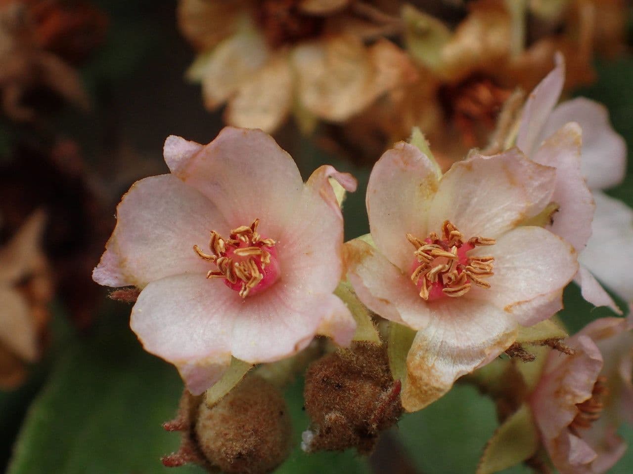 Dombeya 7