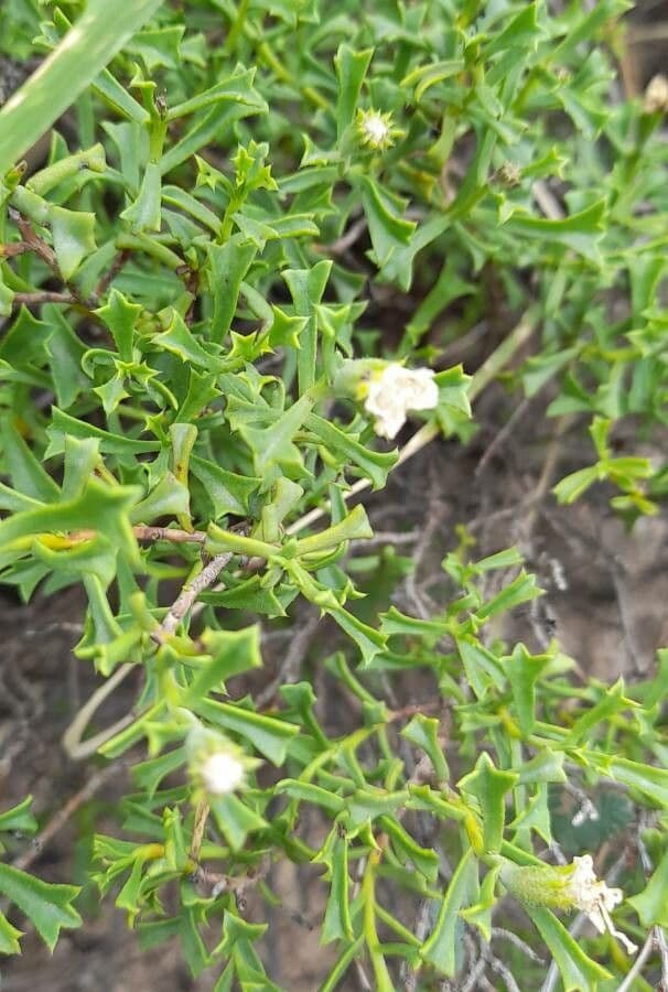 Ehretia 2