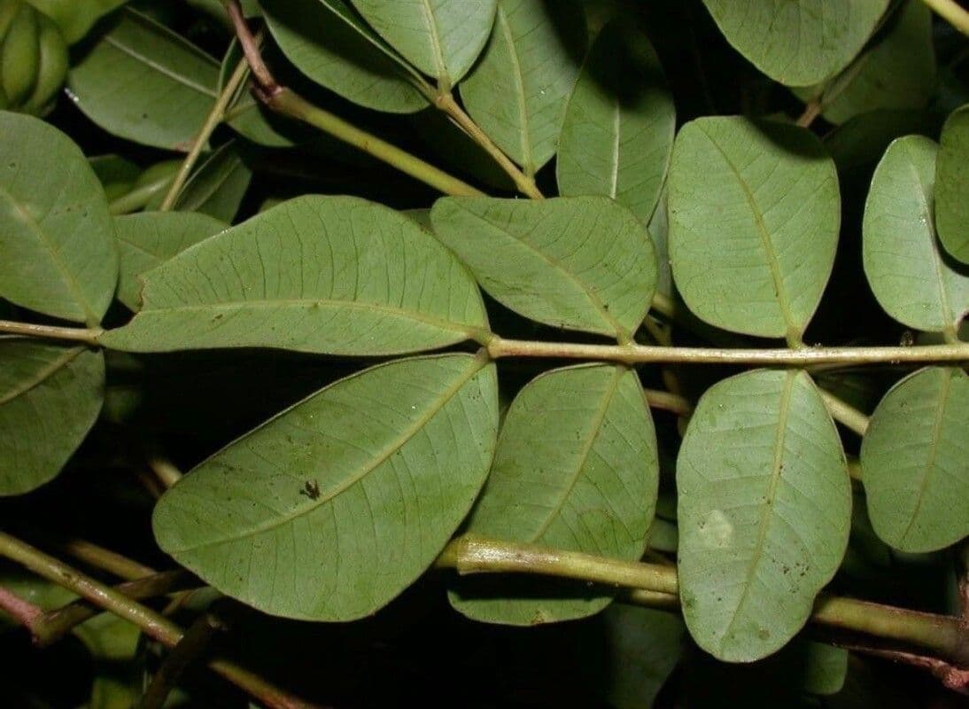 Jupunba 2